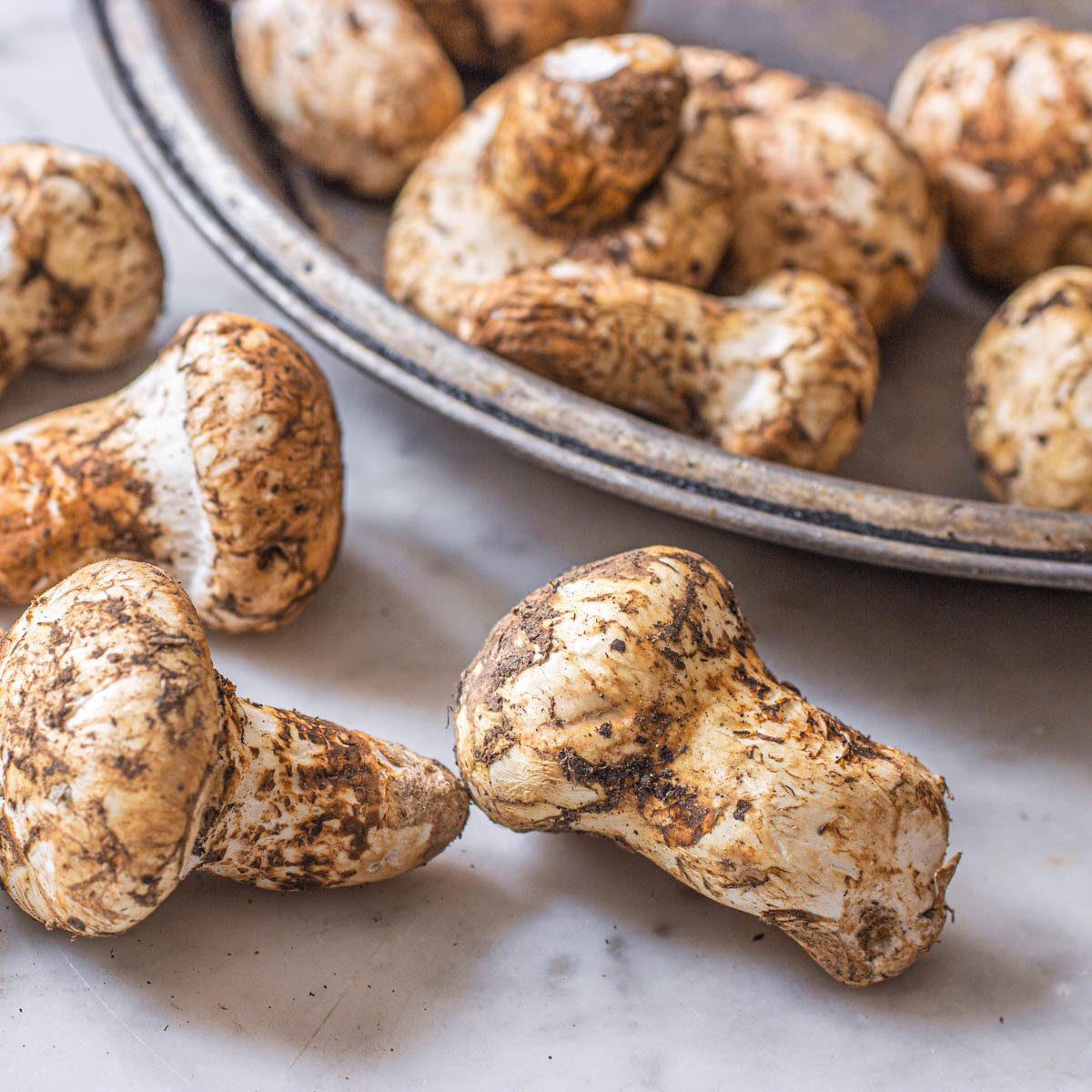 Matsutake mushrooms or Tricholoma magnivelare