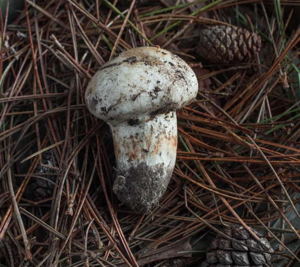 Matsutake mushroom from Minnesota 