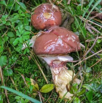 suillus luteus slippery jack mushroom outside in the woods.