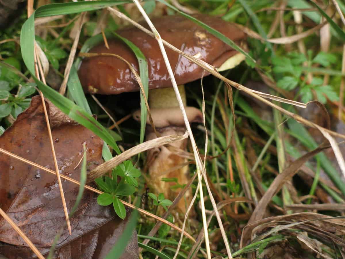 suillus luteus slippery jack