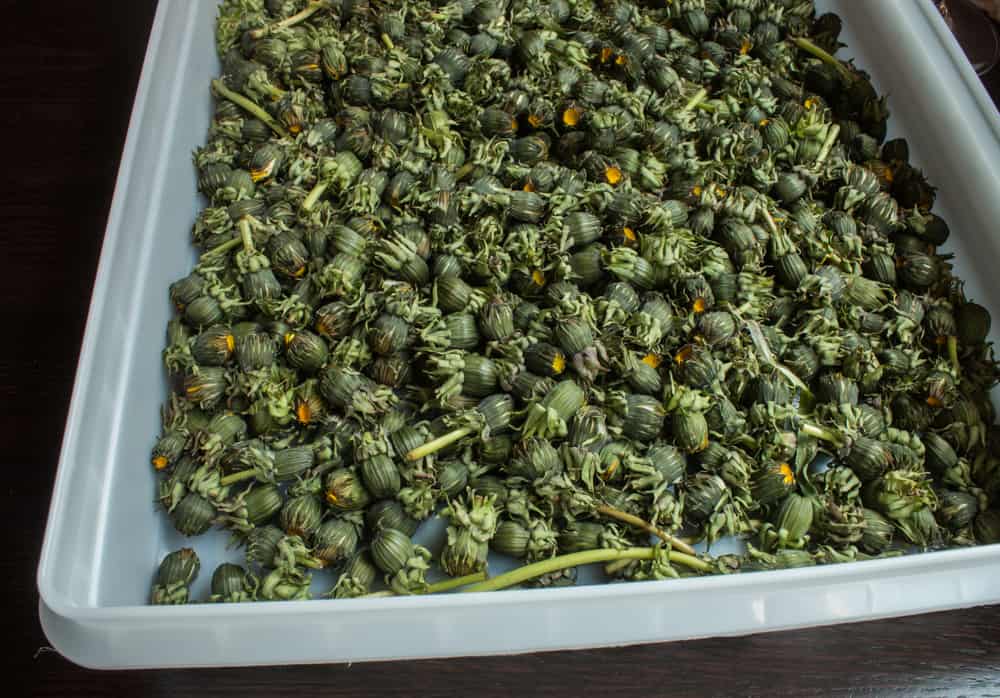 Dandelion Buds For Capers 