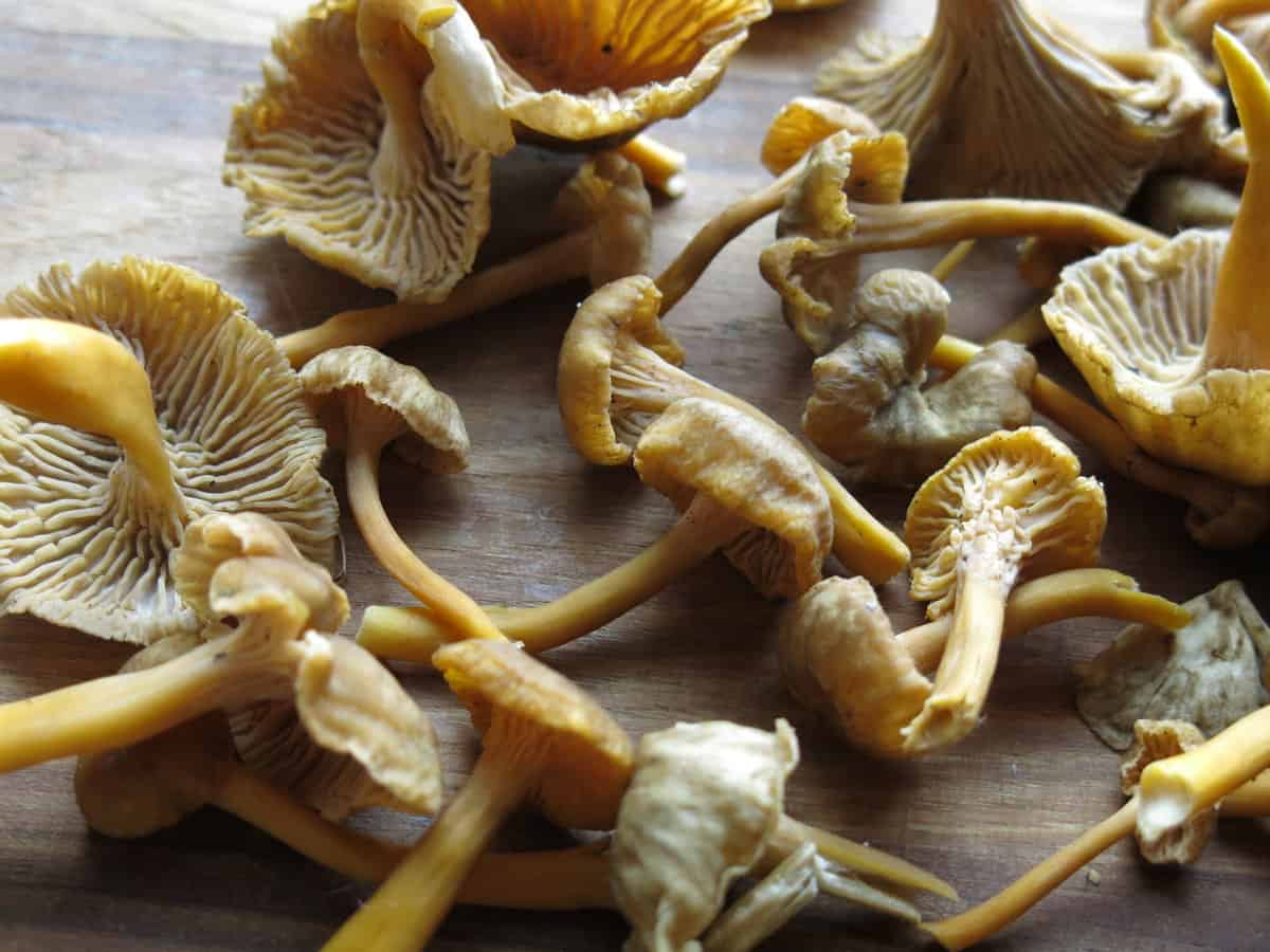 yellowfoot chanterelle