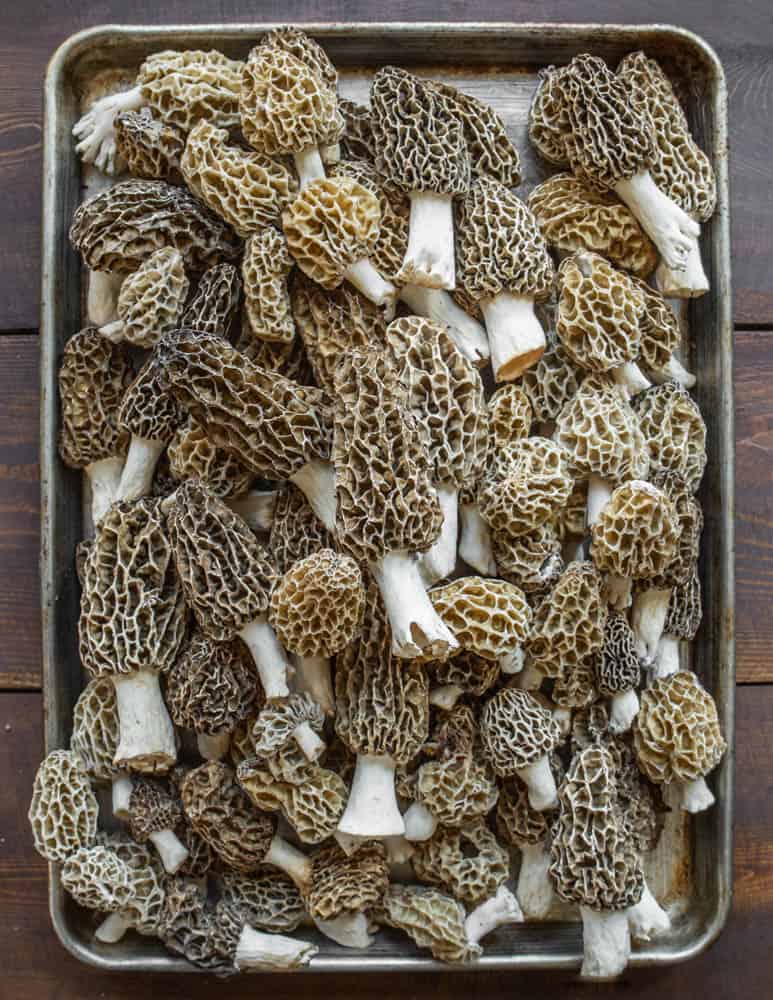 Morel Mushrooms from Minnesota on a sheet tray
