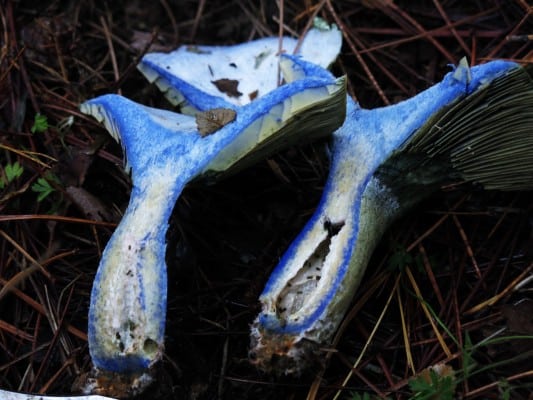 lactarius indogo after cutting 