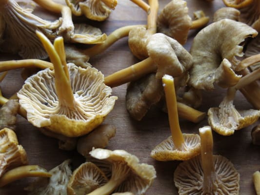 Yellowfoot Chanterelles
