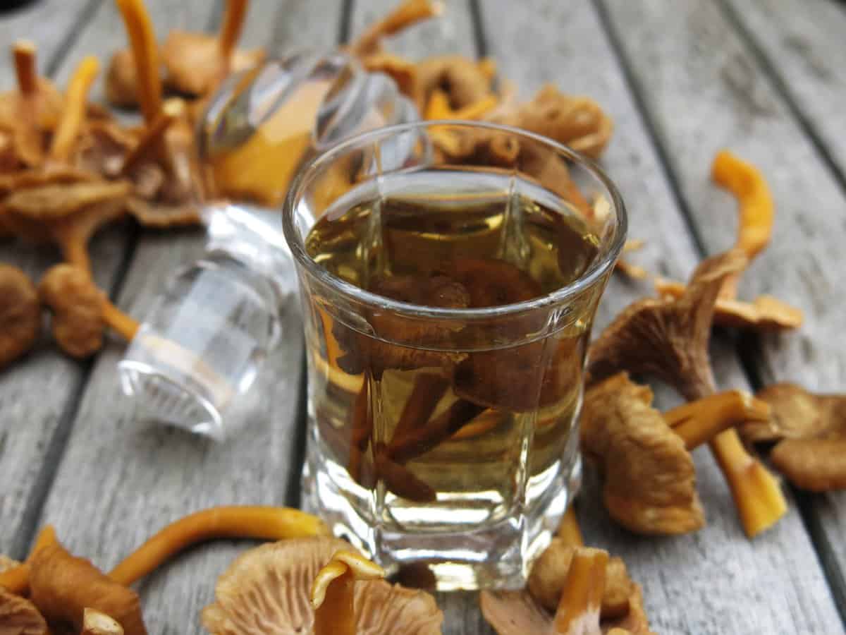 yellowfoot chanterelle vodka recipe