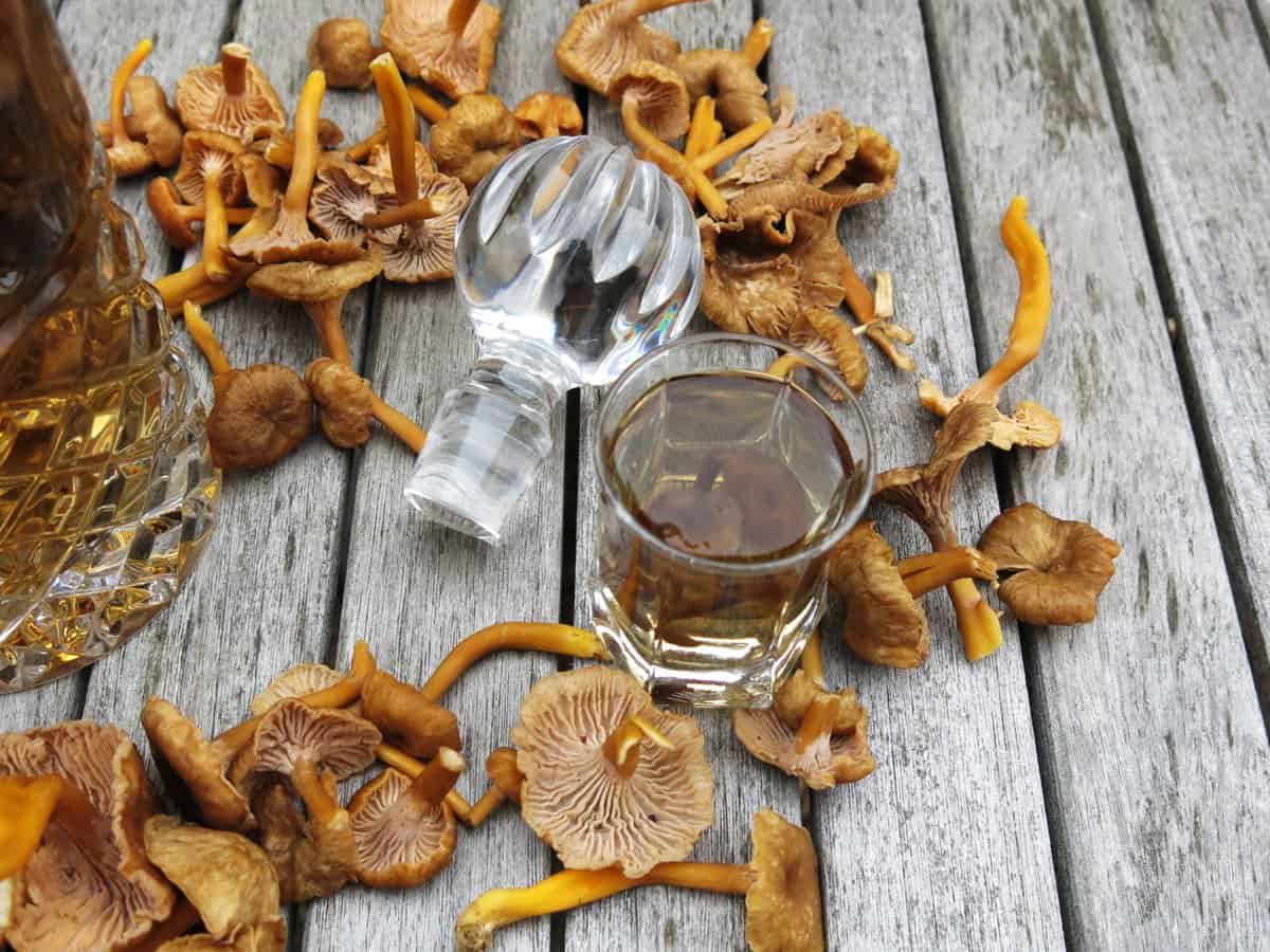 yellowfoot chanterelle vodka recipe