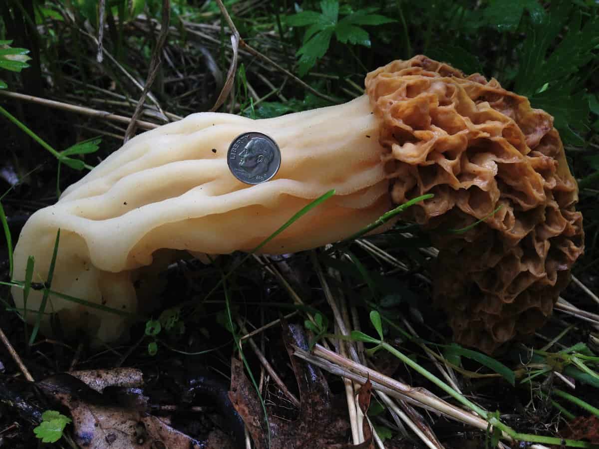 bigfoot minnesota morel morchella crassipes