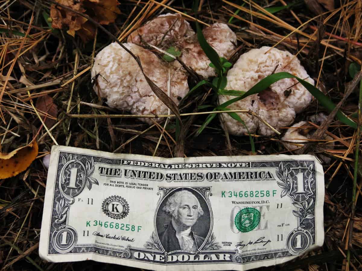 giant aborted entolomas next to a dollar bill for scale. 