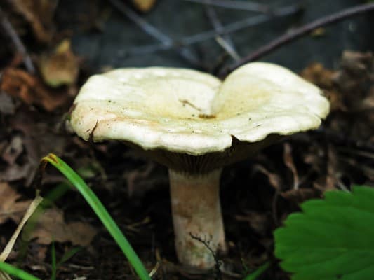 lactarius salmoneus