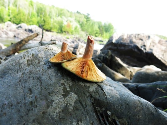 lactarius salmoneus