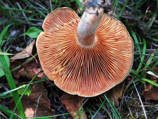 lactarius salmoneus