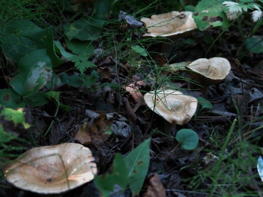 lactarius salmoneus