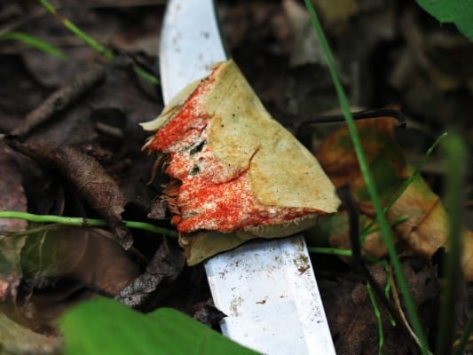 lactarius salmoneus