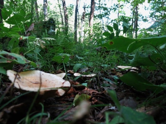 lactarius salmoneus