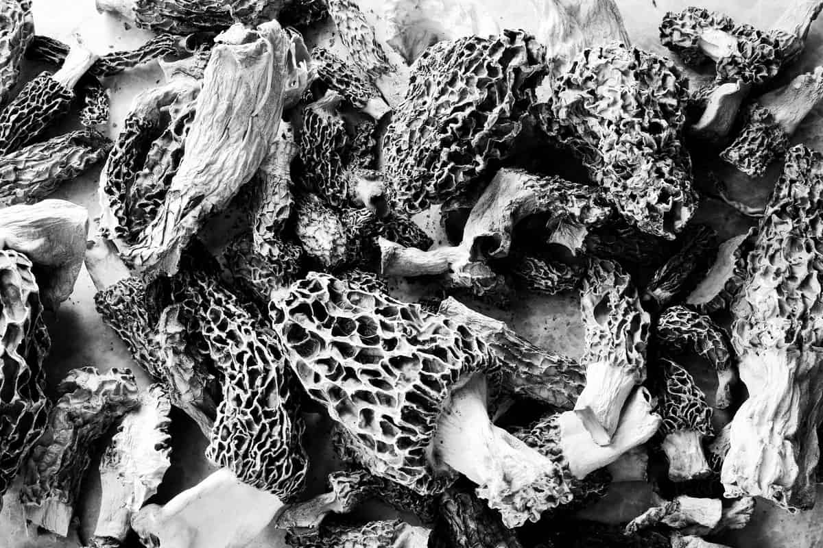 minnesota morels 