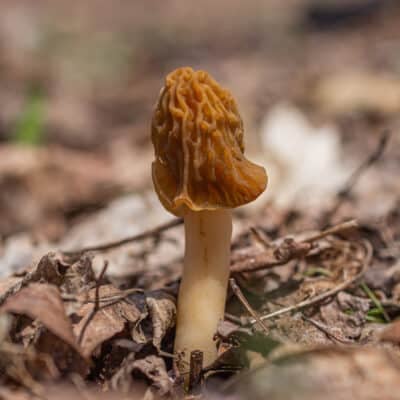 Verpa bohemica mushroom in the woods in the Spring. 