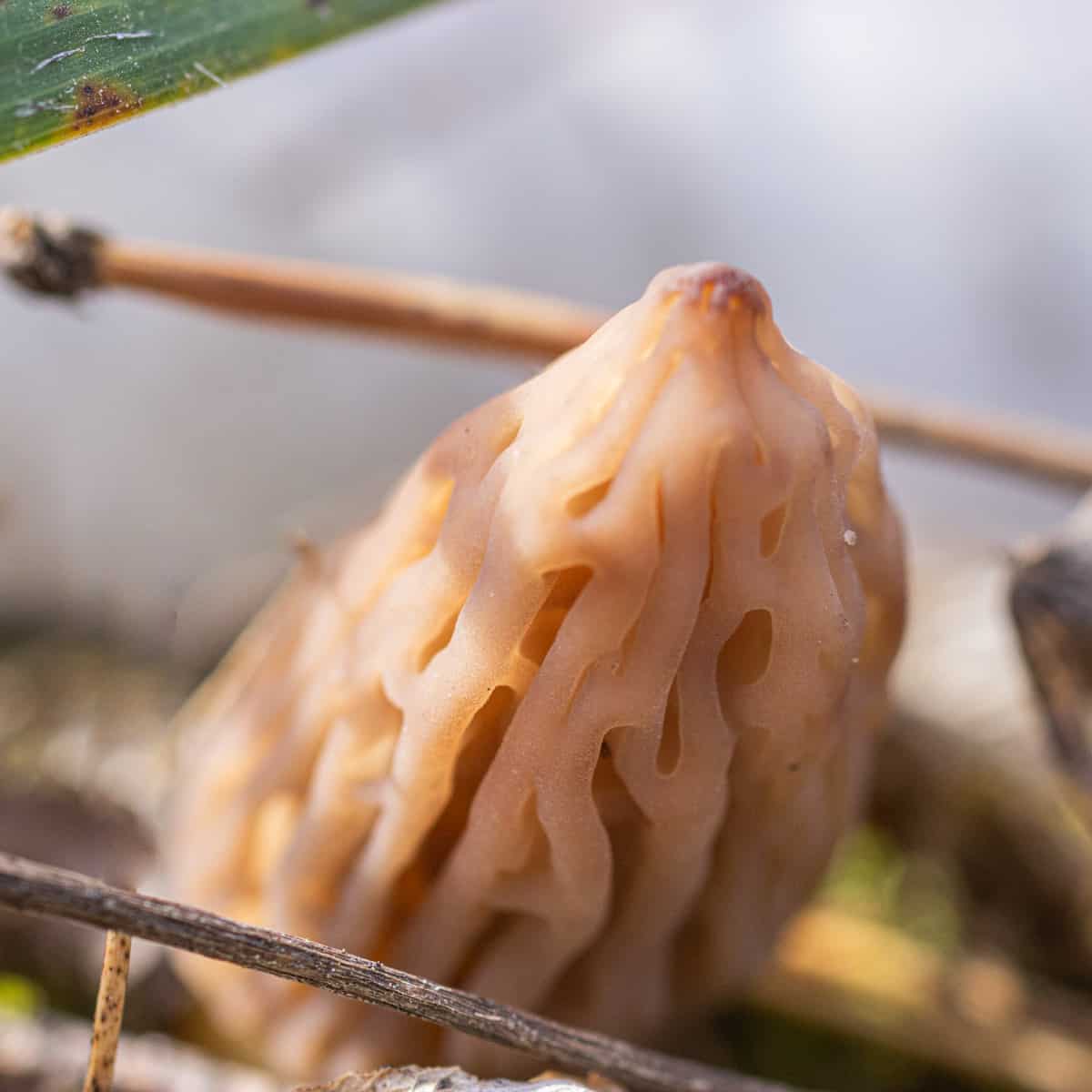 Foraging and Cooking Black Morel Mushrooms
