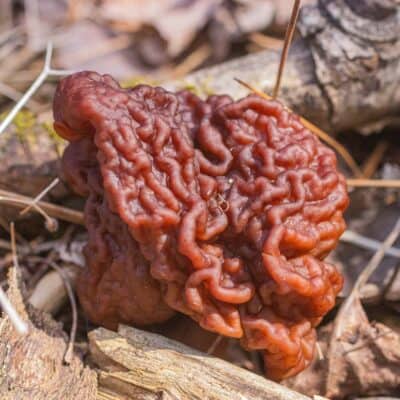 Close up of a gyromitra esculenta mushroom in the spring.