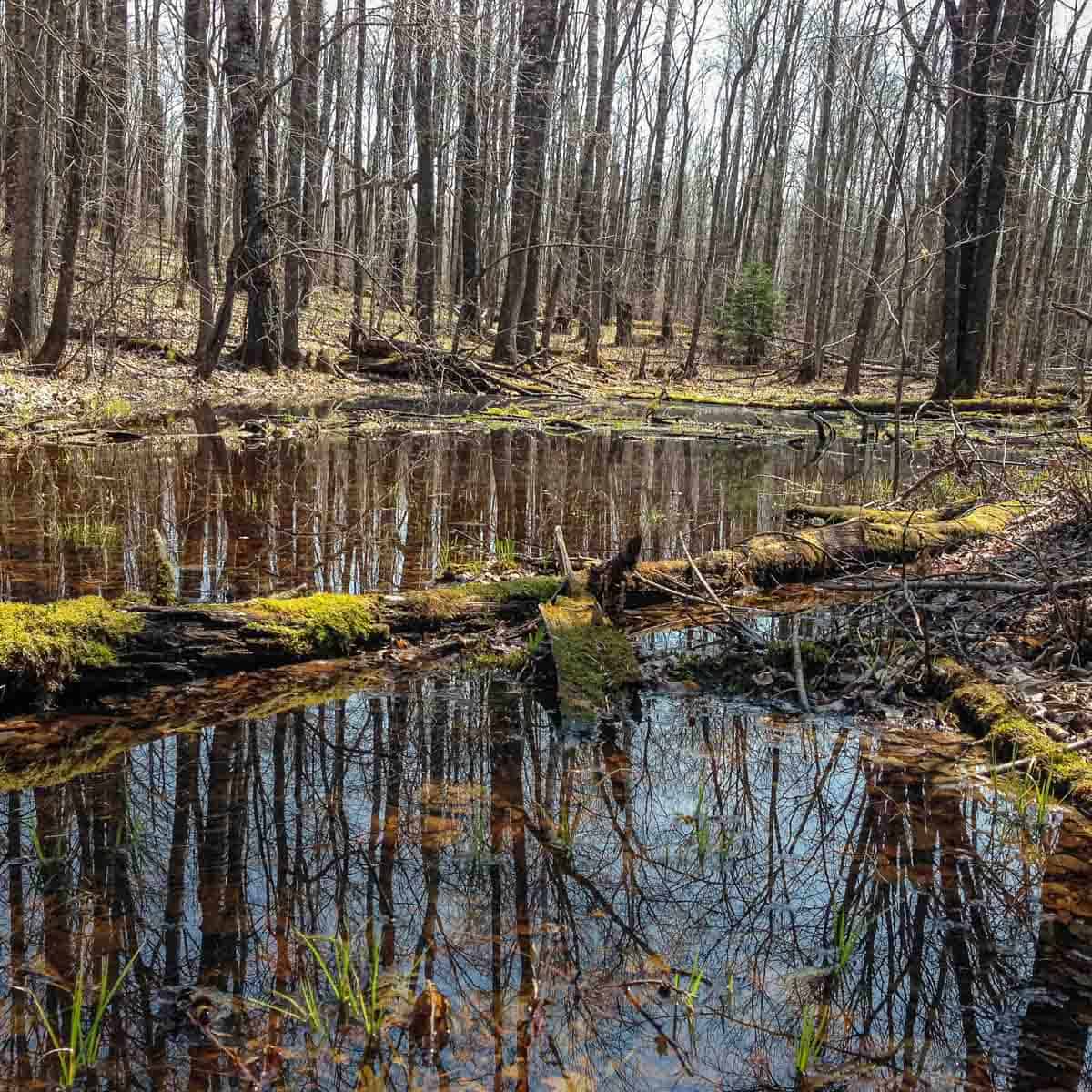 A flooded hardwood forest where black morels grow. 