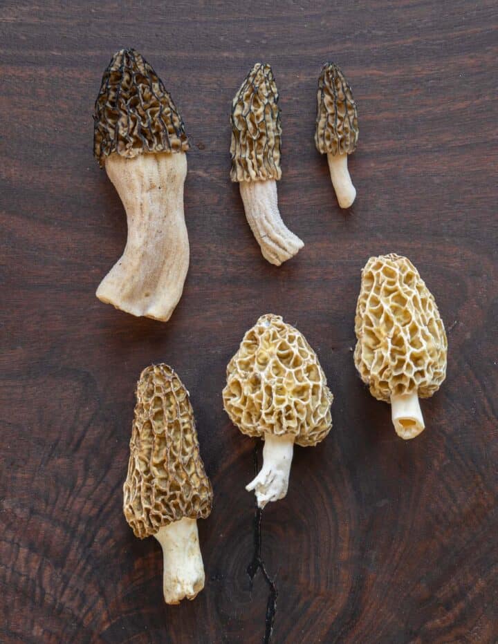 Foraging and Cooking Black Morel Mushrooms