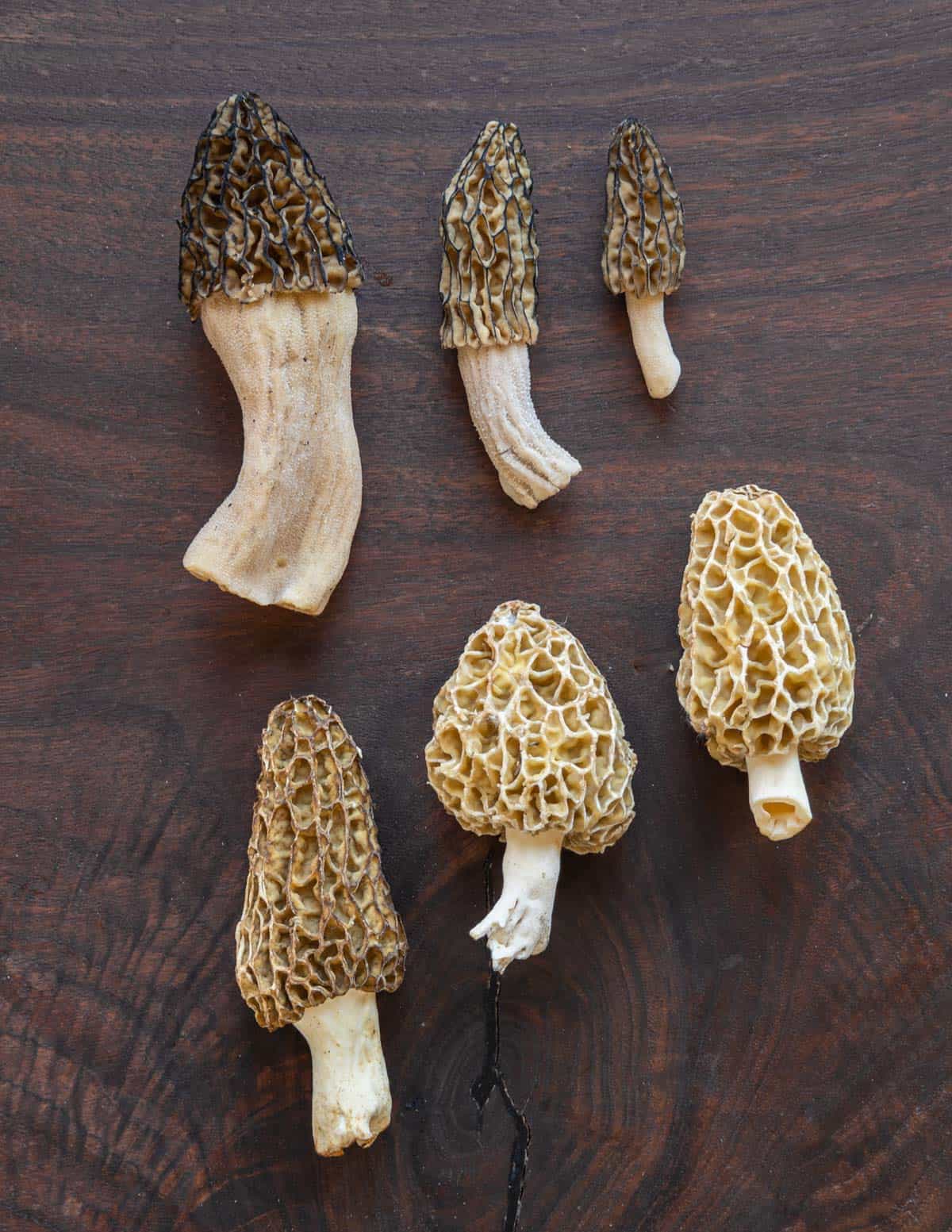 black morel vs morel