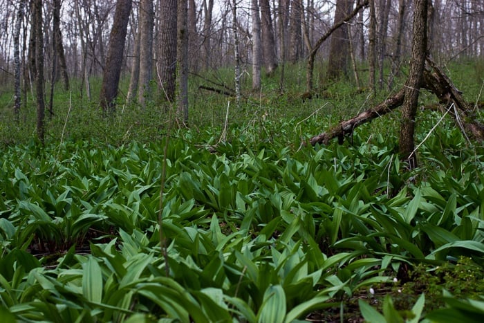 field of ramps in minnesota