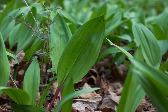 minnesota ramps 