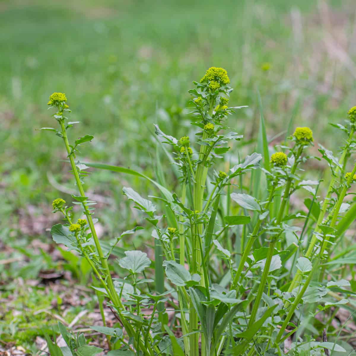 Wild mustard raabs-4