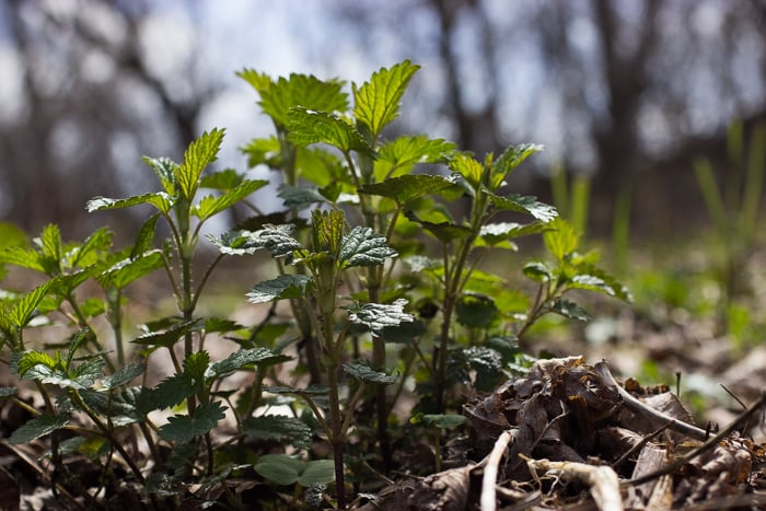 Stinging Nettles: Harvesting, Cooking and Recipes - Forager