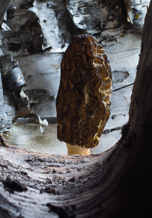 morel hootenanny main photo