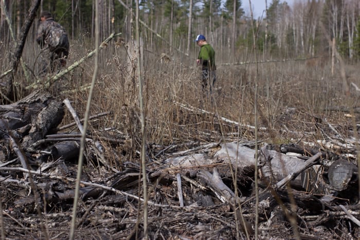 Hunting black morels in aspen clear cut in northern minnesota 