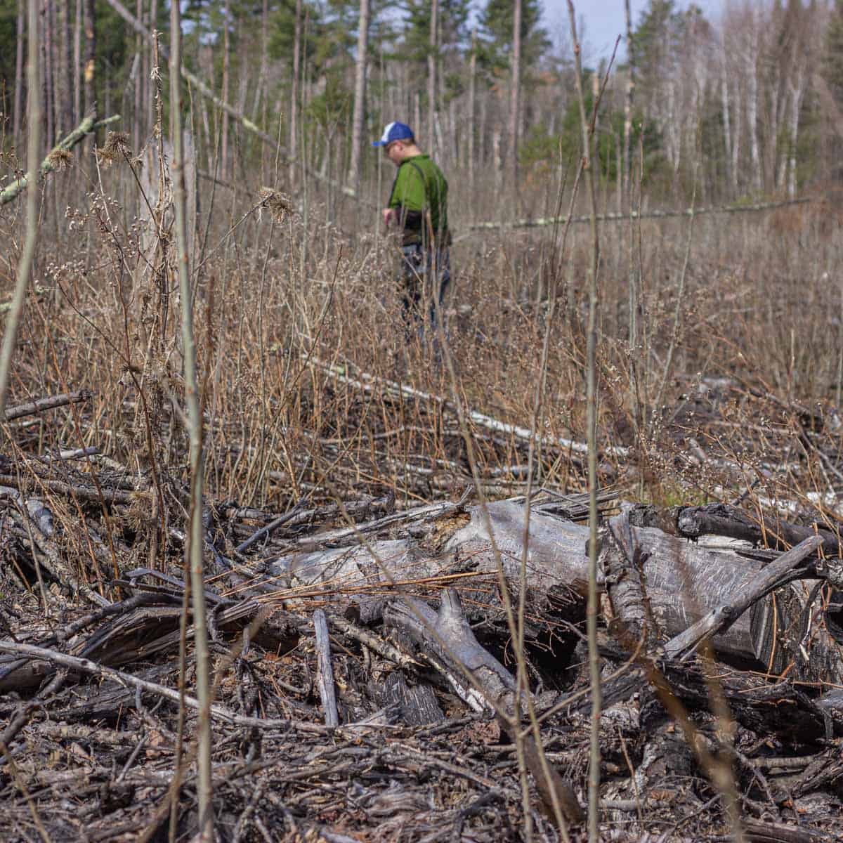 Hunting black morels in an aspen clear cut. 