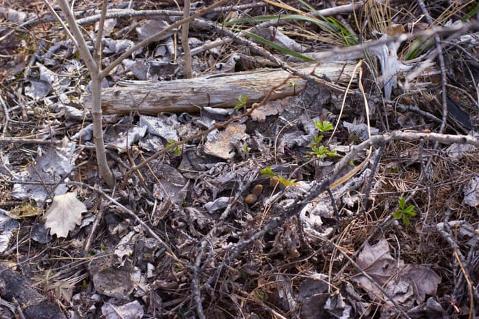 black morels