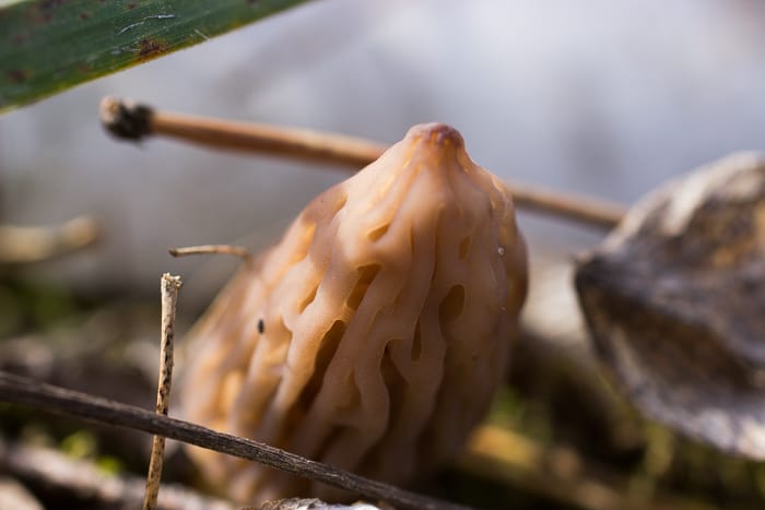 black morel