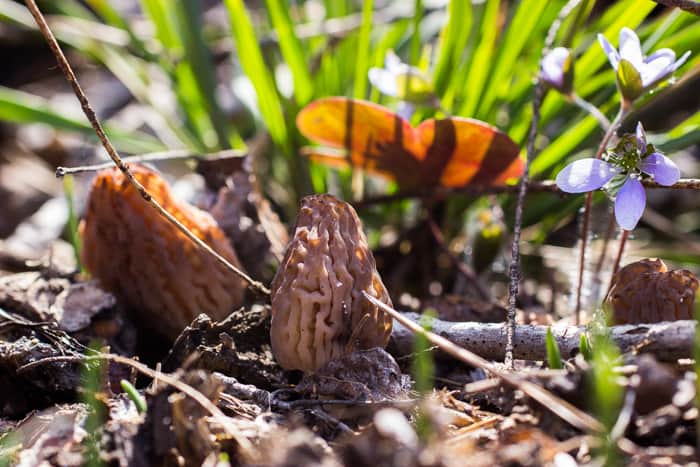 black morels