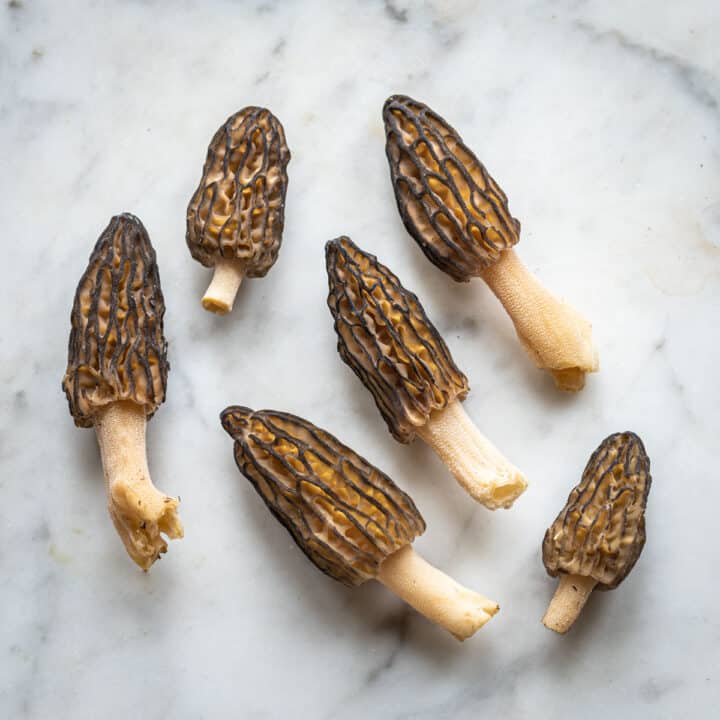 Foraging and Cooking Black Morel Mushrooms
