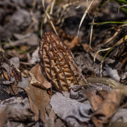 Foraging and Cooking Black Morel Mushrooms