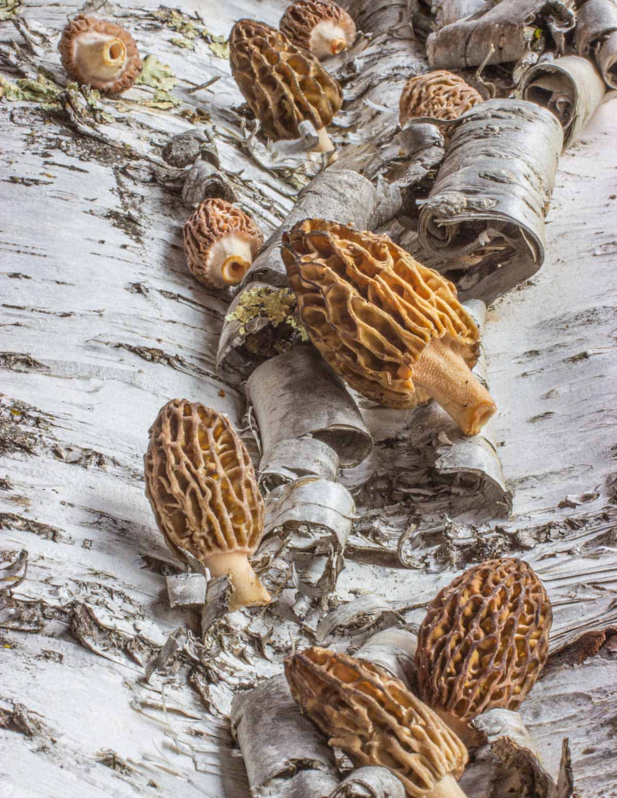 black morels