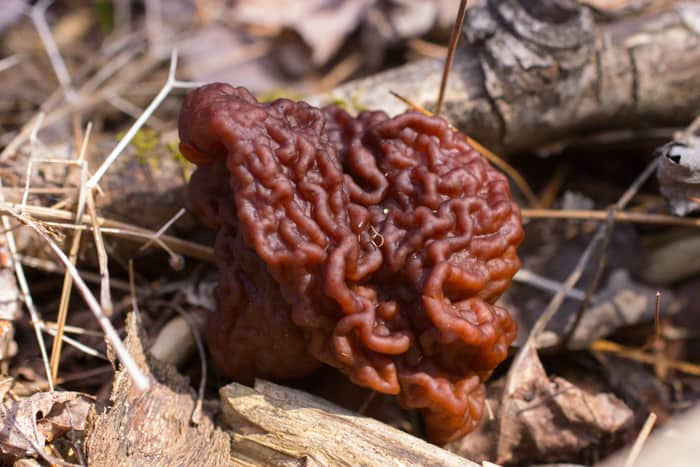 Gyromitra esculenta