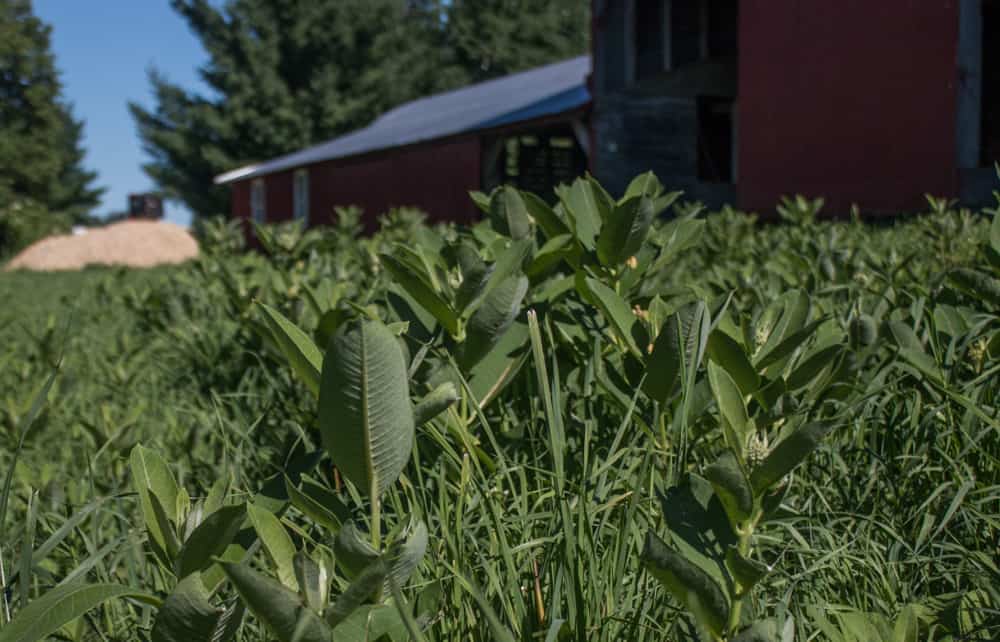 milkweed regrowing after harvesting, does milkweed regrow itself, second milkweed harvest 