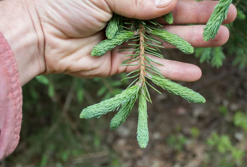 Foraged spruce tips 