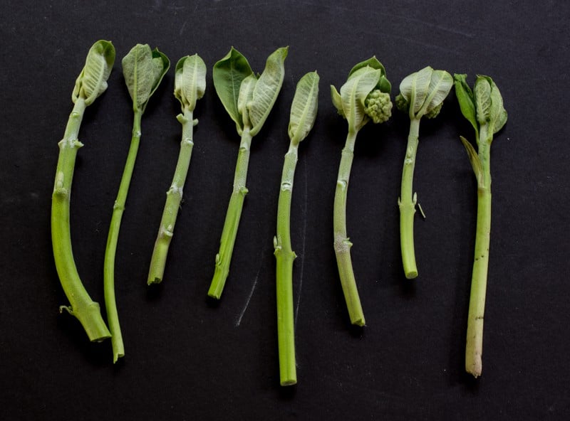 milkweed shoots