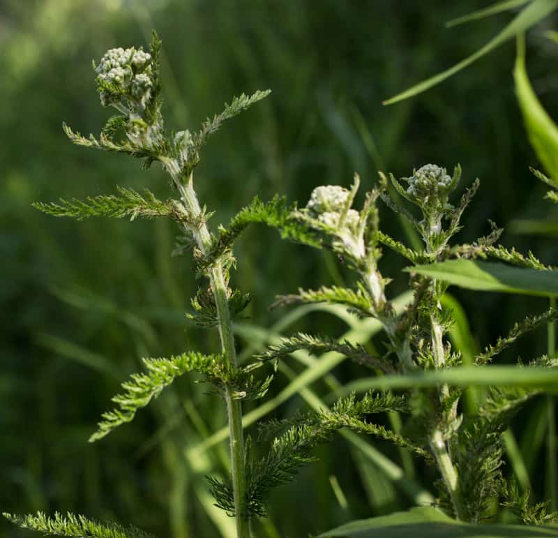 yarrow