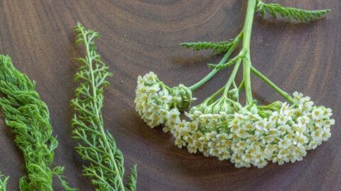 yarrow