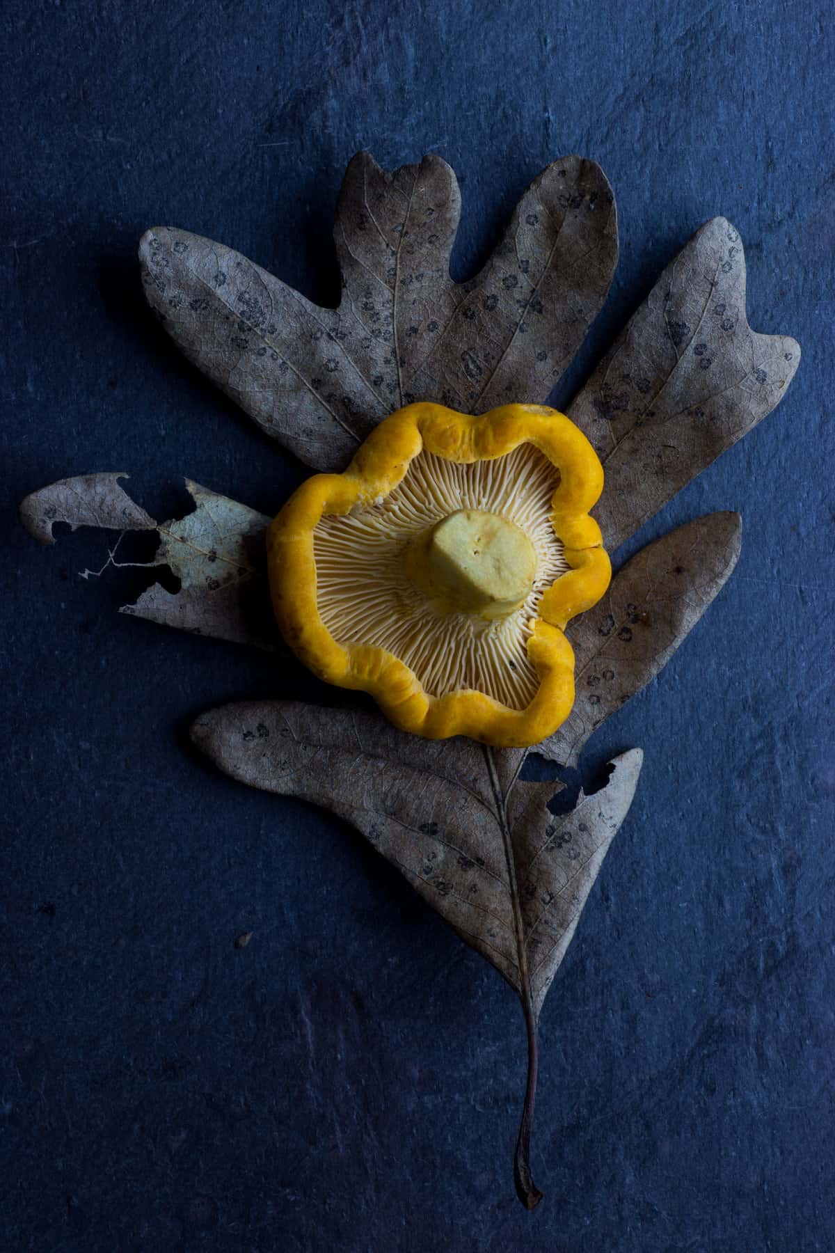 Minnesota Chanterelle