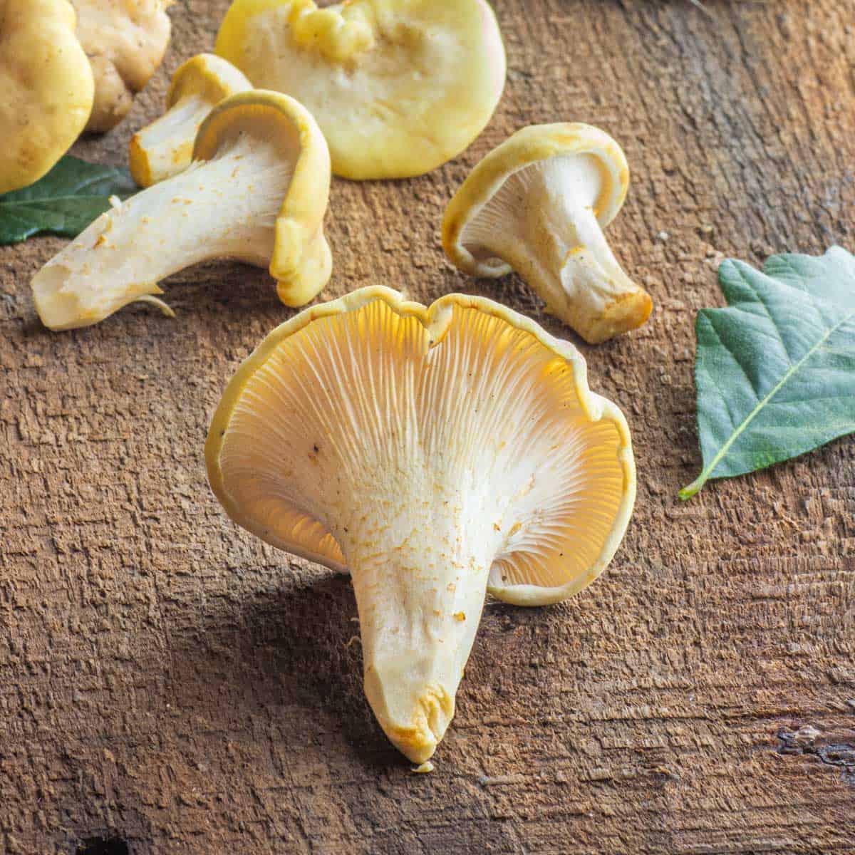 minnesota white chanterelles