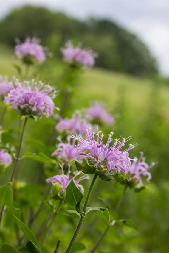 bergamot, monarda, wild oregano, 