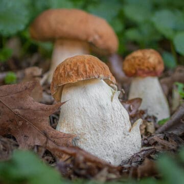 A group of wild porcini mushrooms or king bolete mushrooms from Minnesota in the woods.