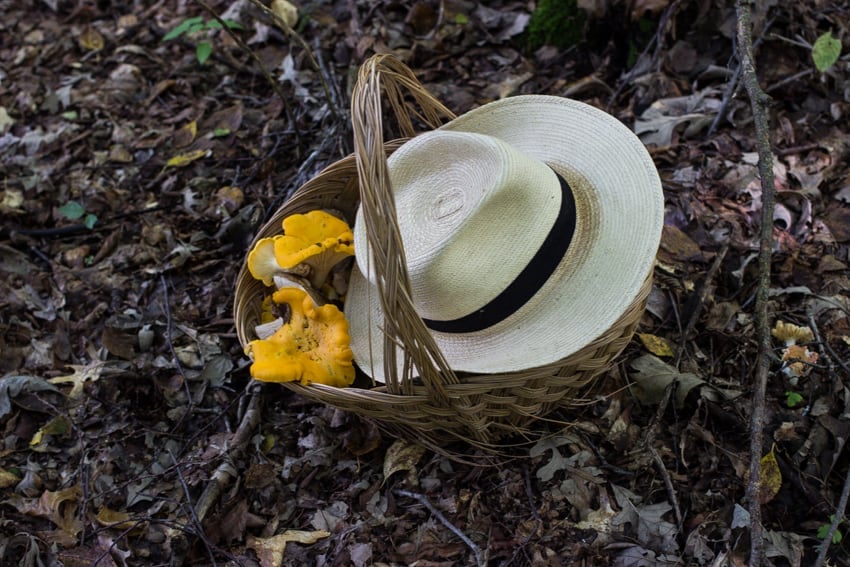 mushroom hunting in minnesota 